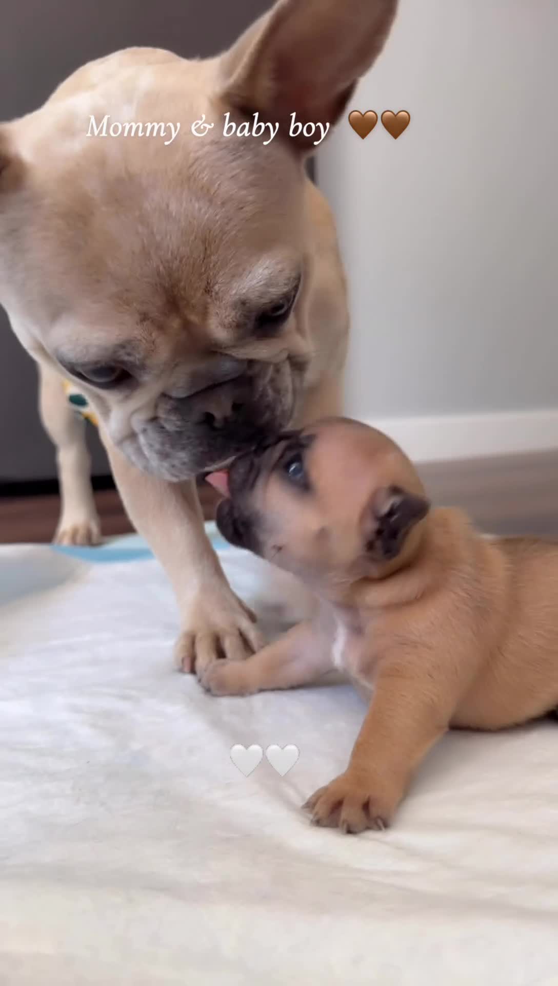 French Bulldog dogs for sale: French Bulldog Puppy 2 - Video 1
