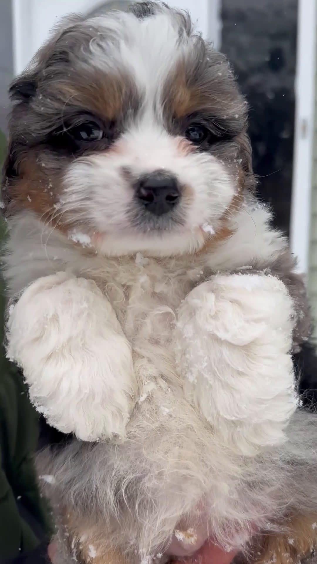 Mini Aussiedoodle dogs for sale: Goose - Video 5