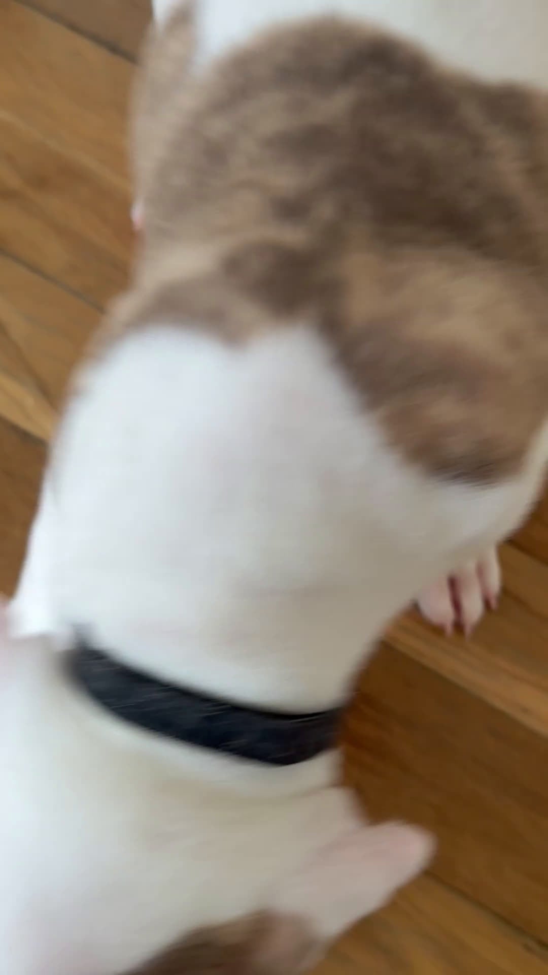 American Pit Bull Terrier dogs for sale: American Pit Bull Terrier Puppy 1 (Rylo)  - Video 1