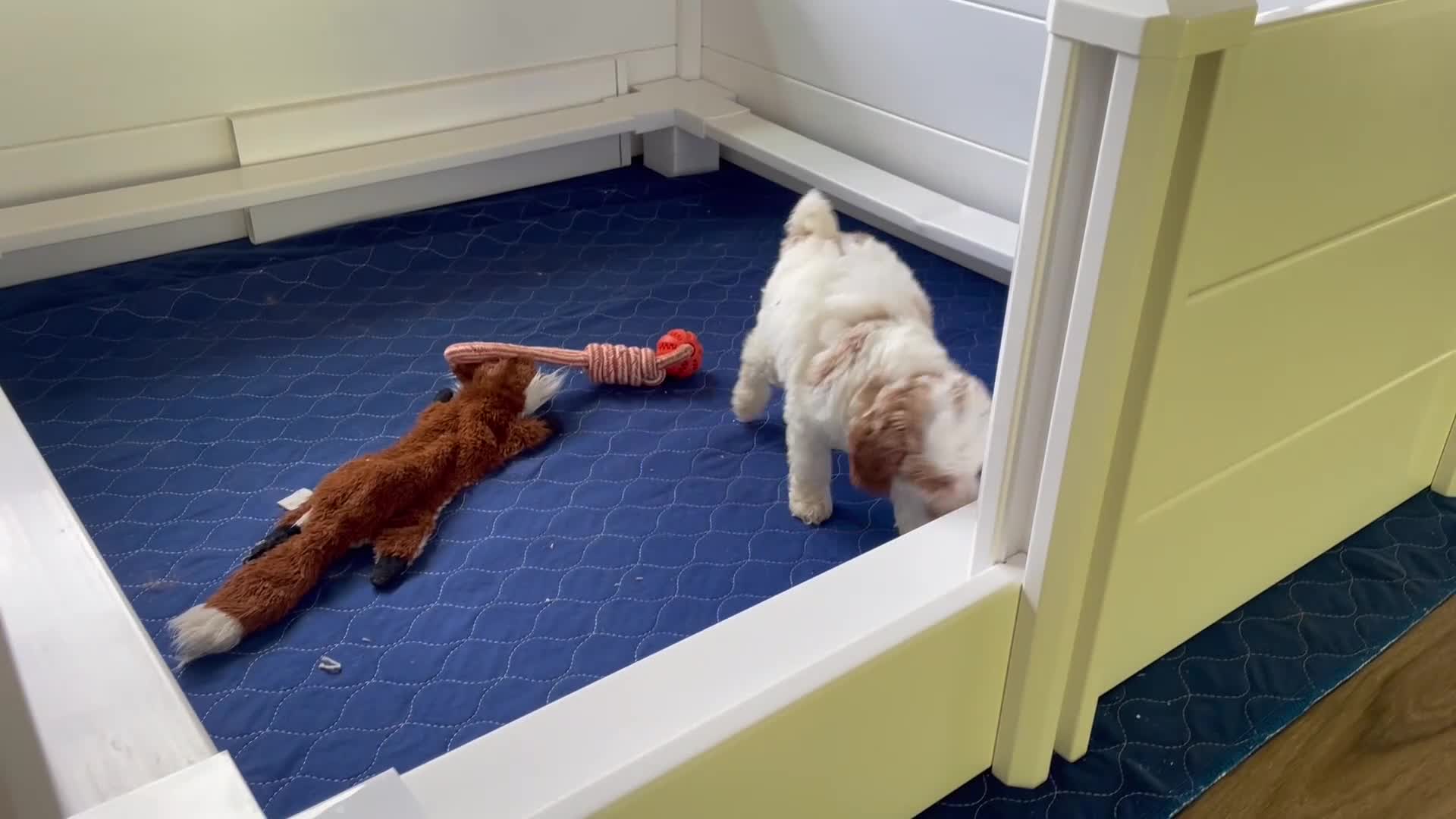 Mini Goldendoodle dogs for sale: Mr. Archie - Video 1