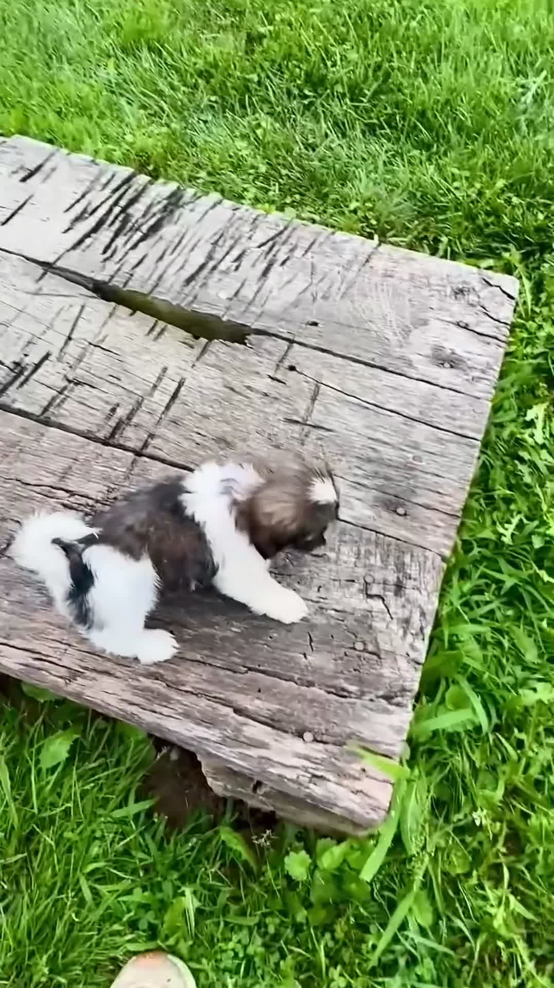 Shih Tzu dogs for sale: Girl Remy - Video 1