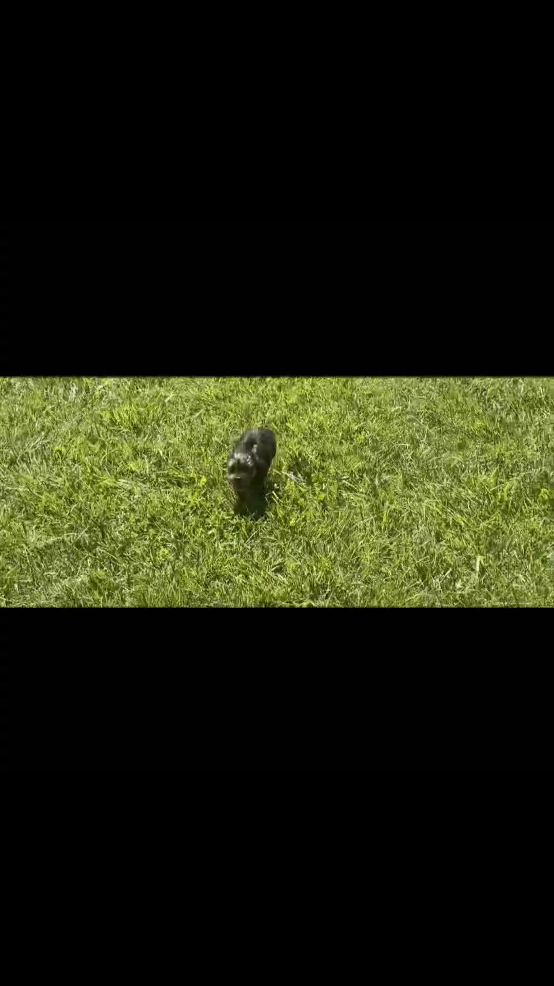Yorkshire Terrier dogs for sale: Jackson - Video 1
