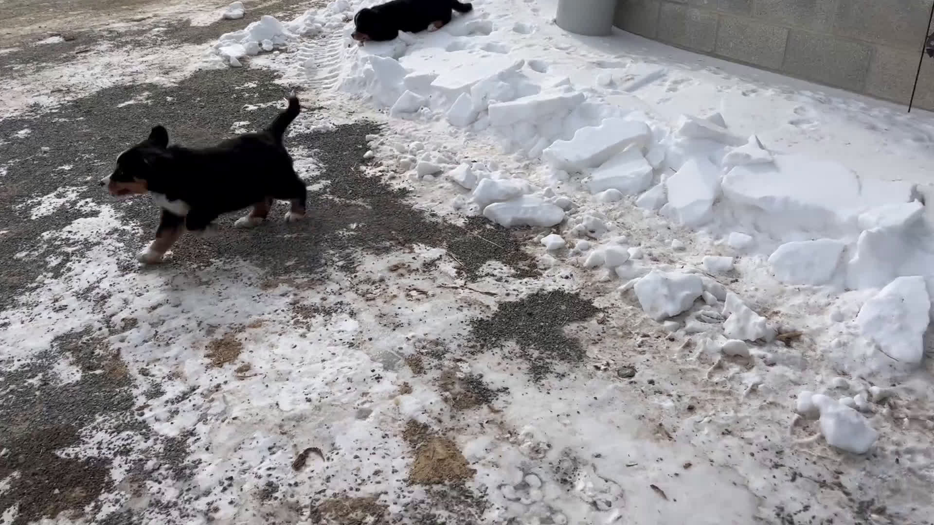 German Shepherd dogs for sale: Working Line ❤️Sweet Georgia❤️🐾AKC Hip CERT❤️Call 717-529-2347 leave message for Dave - Video 2