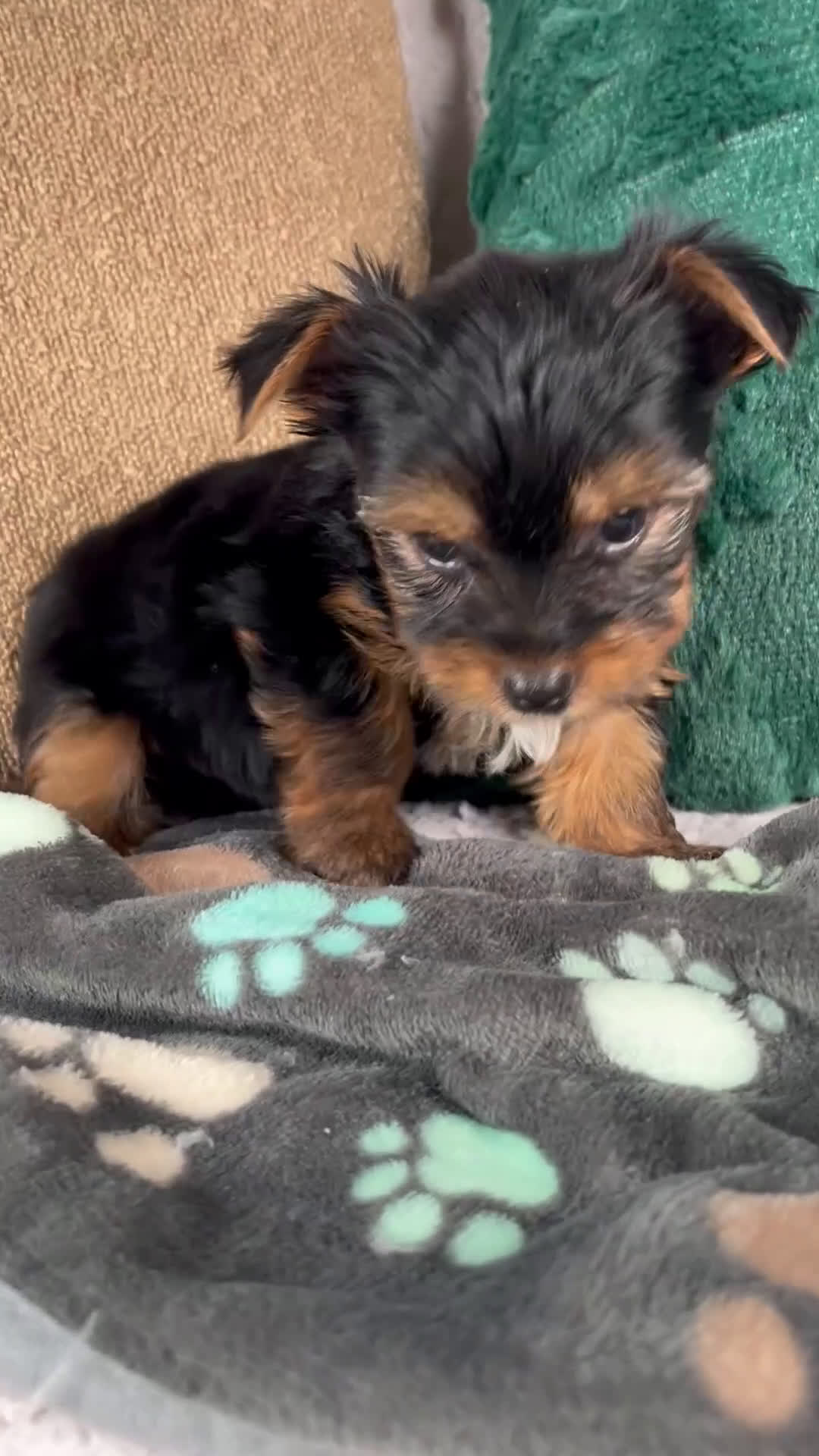 Yorkshire Terrier dogs for sale: Lance - Video 1