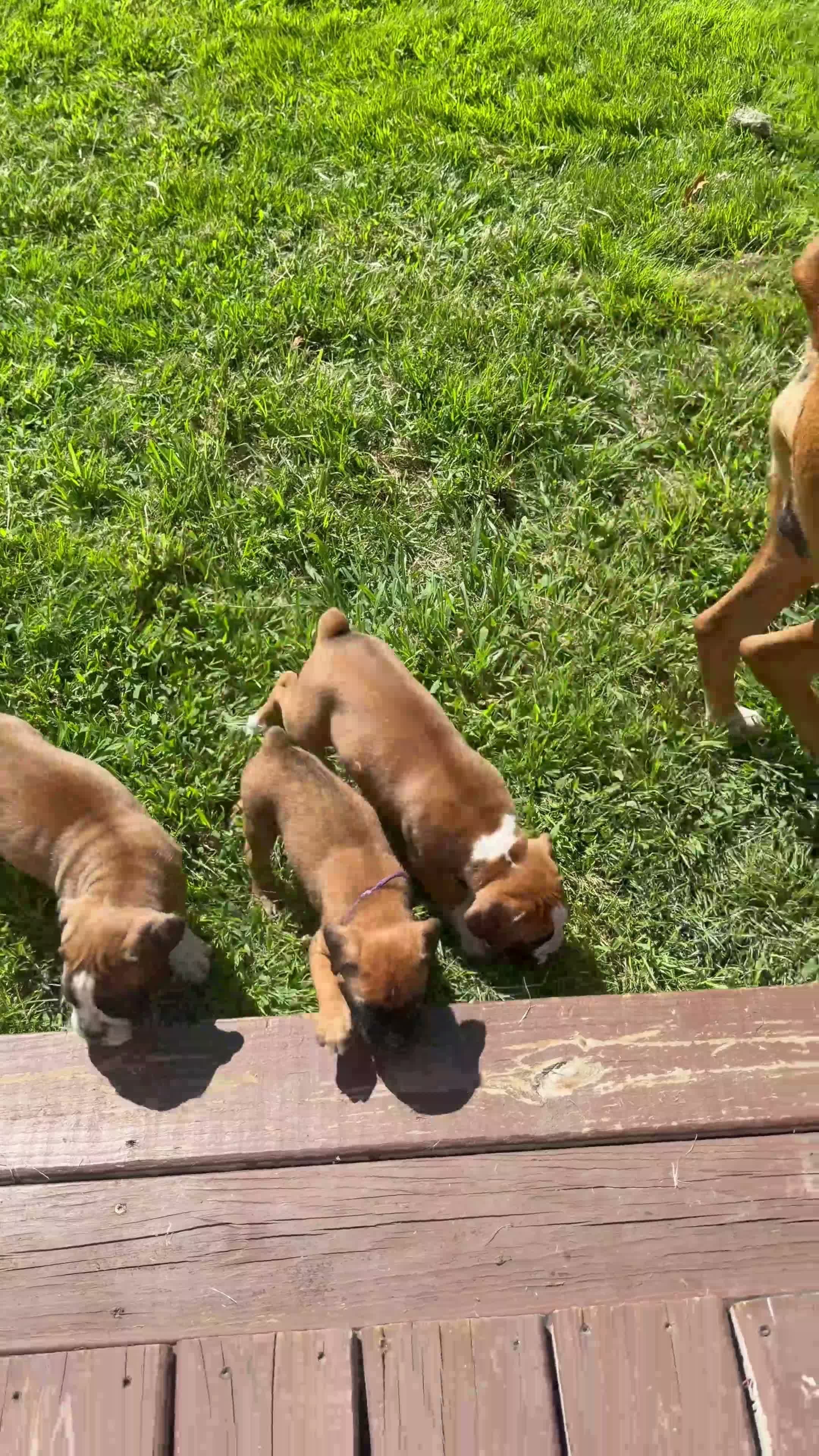Boxer dogs for sale: Snowball  - Video 1