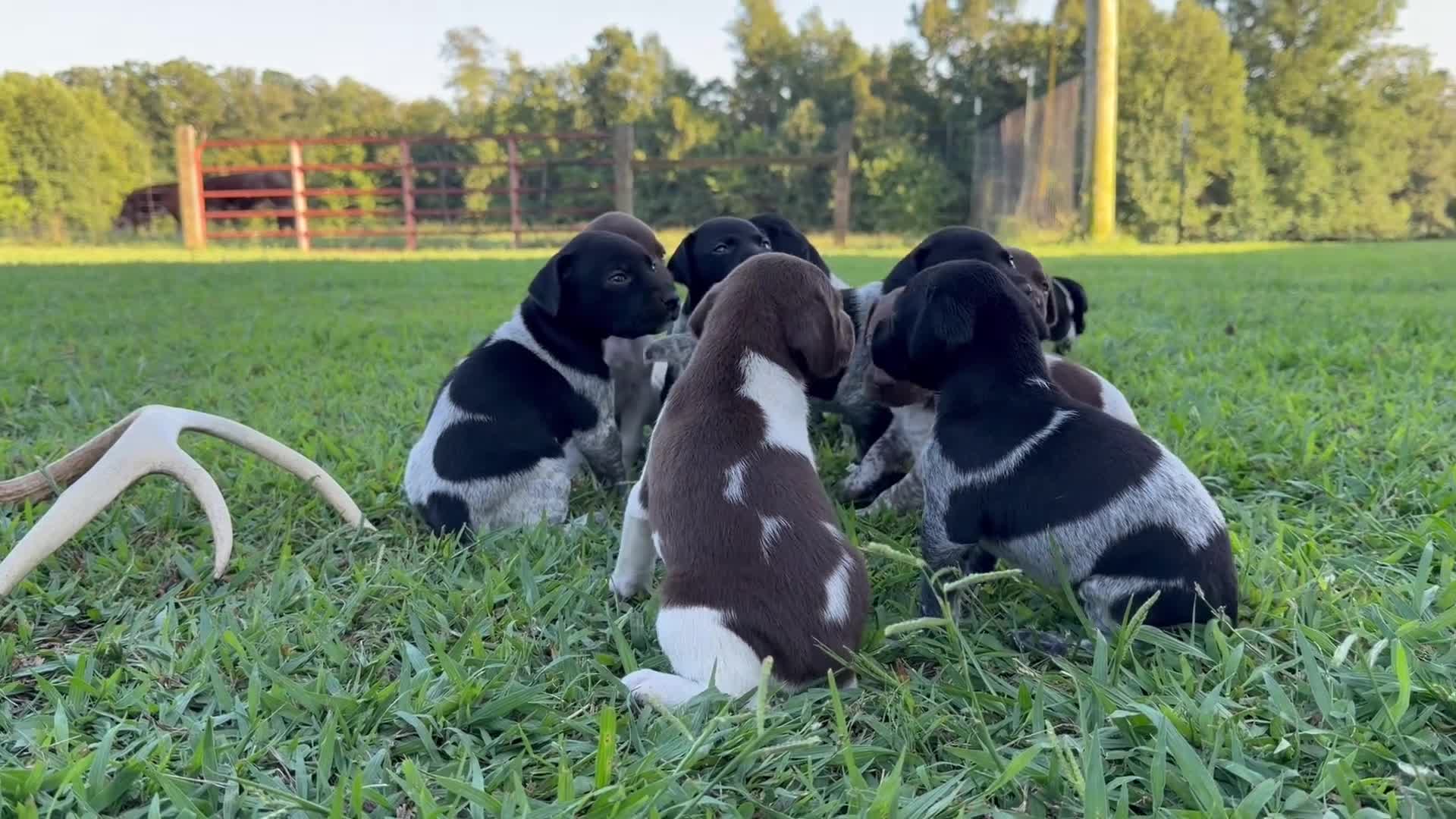 German Shorthaired Pointer dogs for sale: German Shorthaired Pointer 8 - Video 1