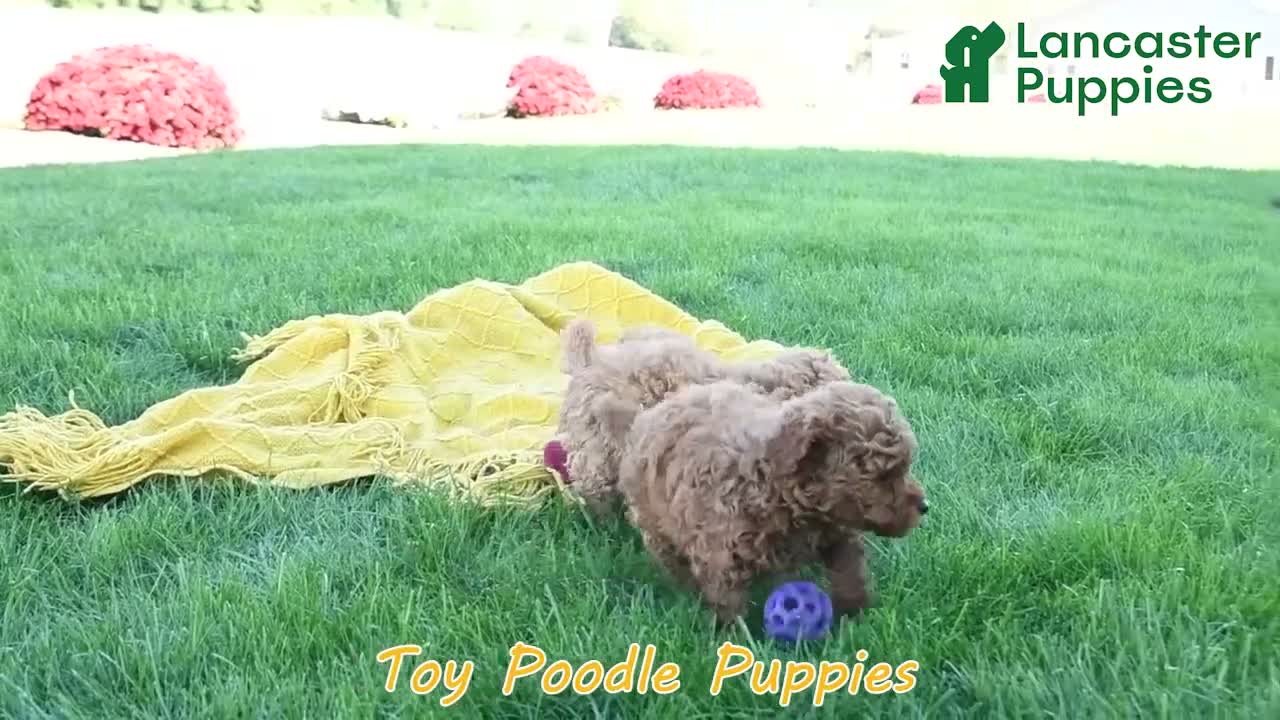 Toy Poodle dogs for sale: Ellie - Video 1