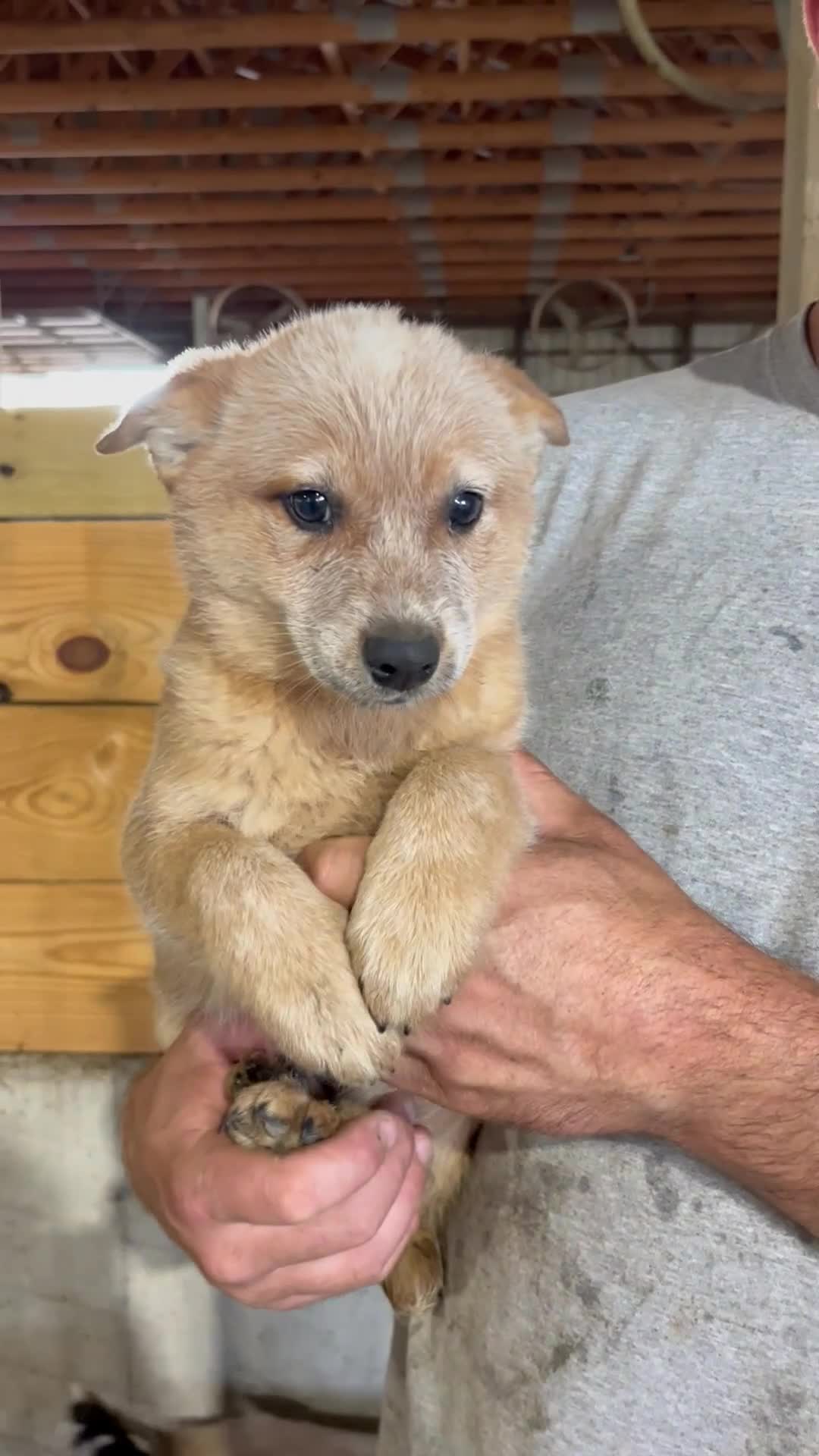Australian Cattle Dog dogs for sale: Gemma - Video 1