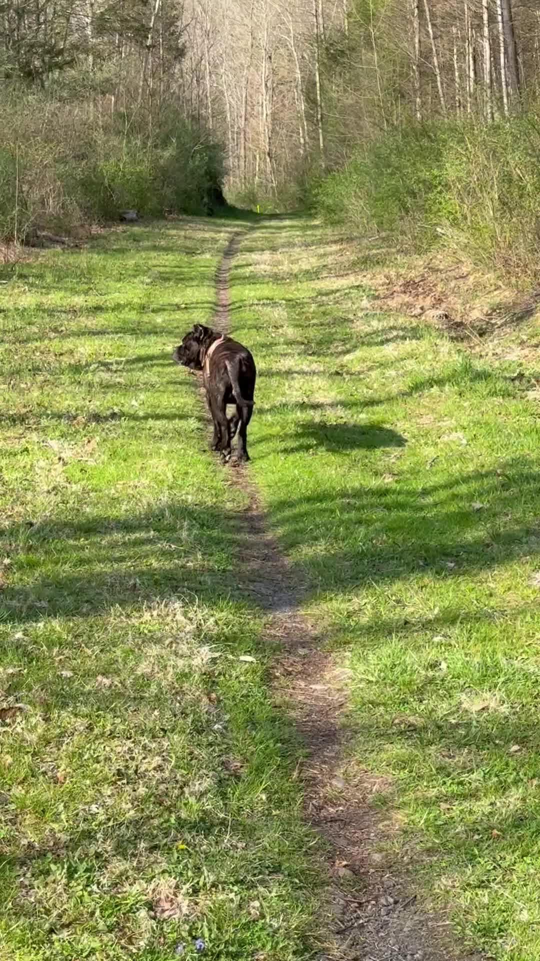 Cane Corso dogs for stud: King Kong - Video 1