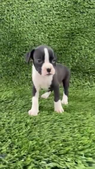 Boxer dogs for sale: Mylo - Video 1