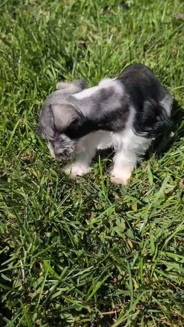 Miniature Schnauzer dogs for sale: Chloe  - Video 1