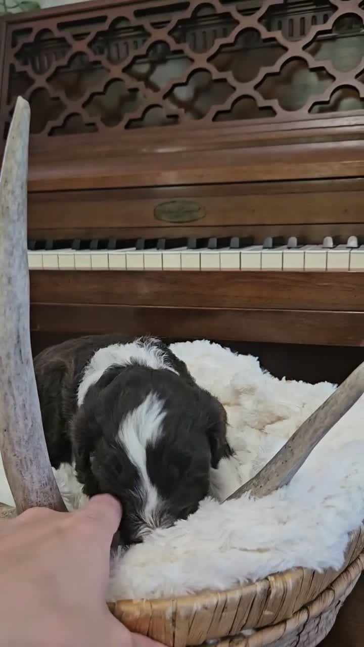 Portuguese Water Dog dogs for sale: Bartholomew (Bart) - Video 1