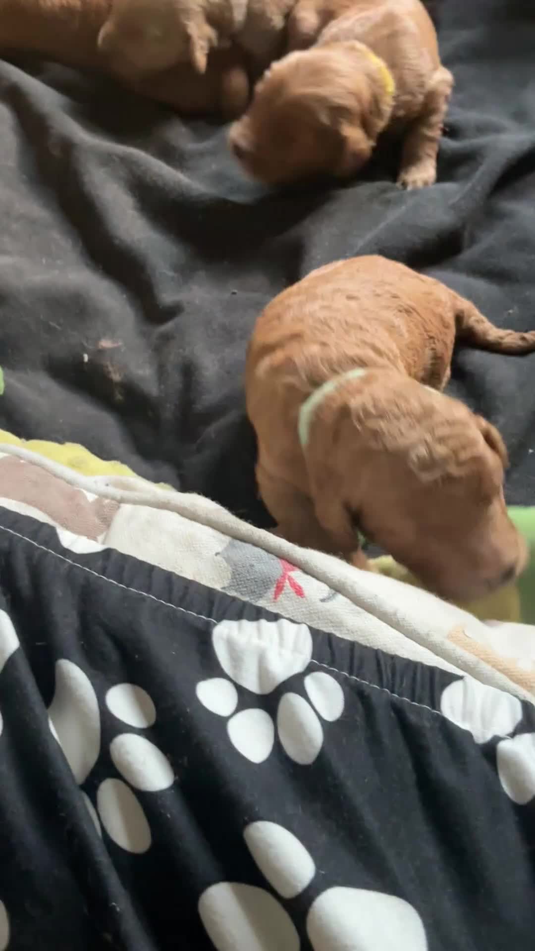 Goldendoodle dogs for sale: Goldendoodle 2 - Video 1