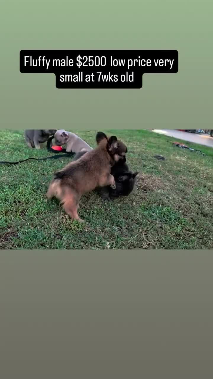 French Bulldog dogs for sale: Lucky the fluffy - Video 1
