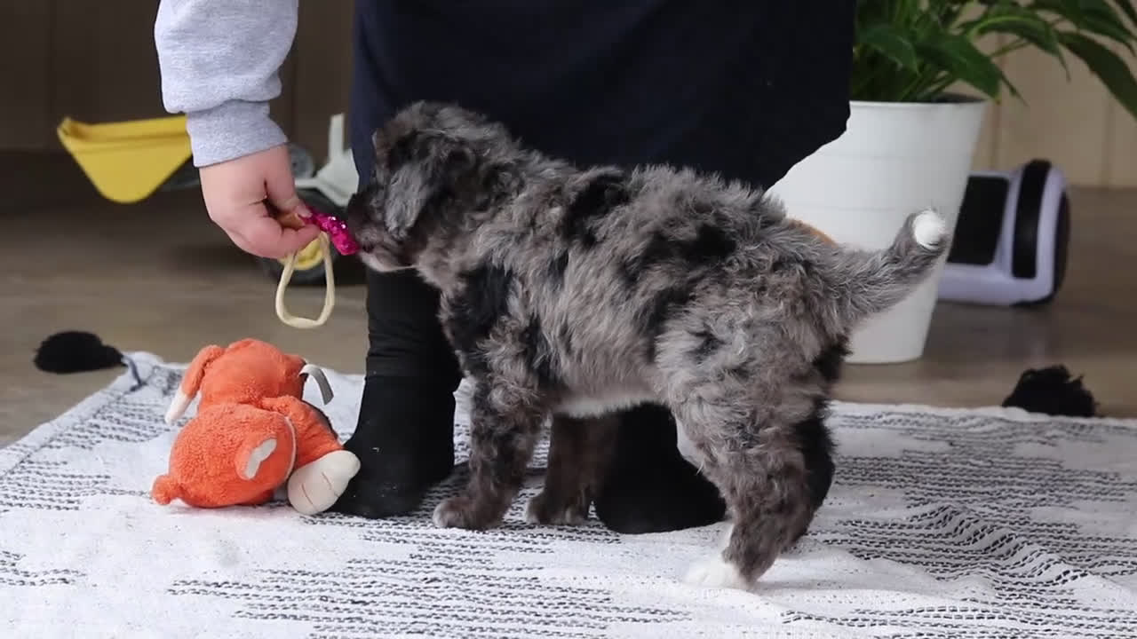 Bernedoodle dogs for sale: Jaxon - Video 1