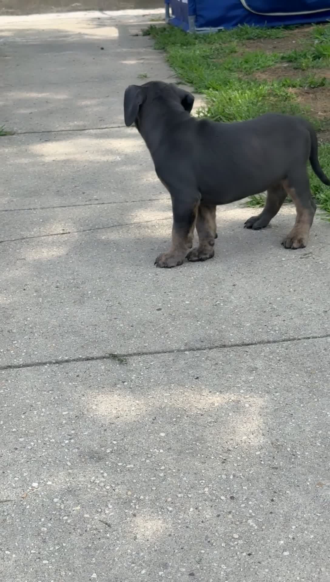 Olde English Bulldogge dogs for sale: Ava - Video 1