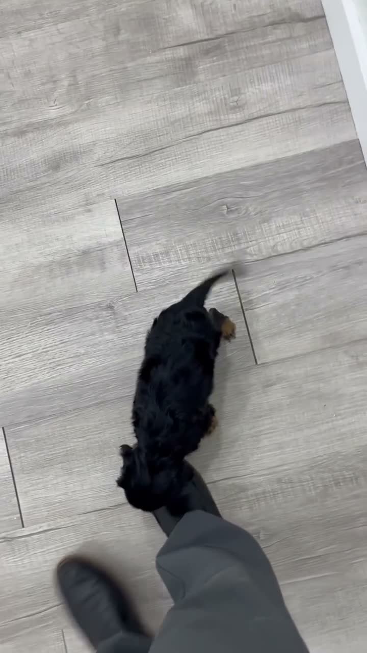 Cavalier King Charles Spaniel dogs for sale: Cody - Video 1