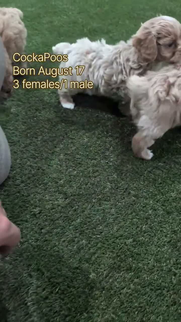 Cockapoo dogs for sale: Ezi - Video 3