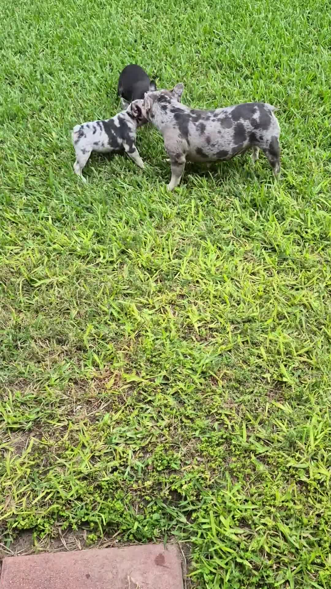 French Bulldog dogs for sale: Bebe Blue Fawn Fluffy Carrier - Video 1