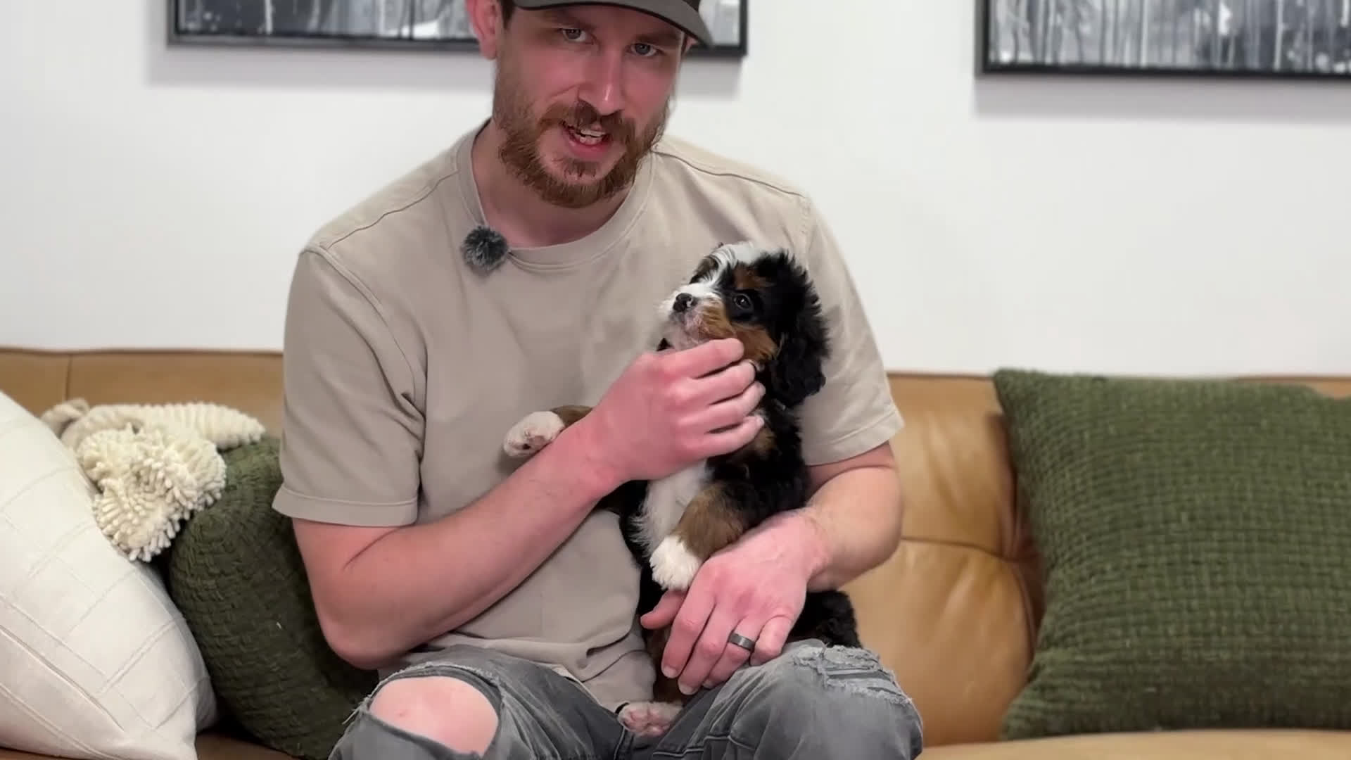 Mini Bernedoodle dogs for sale: Jack - Video 1