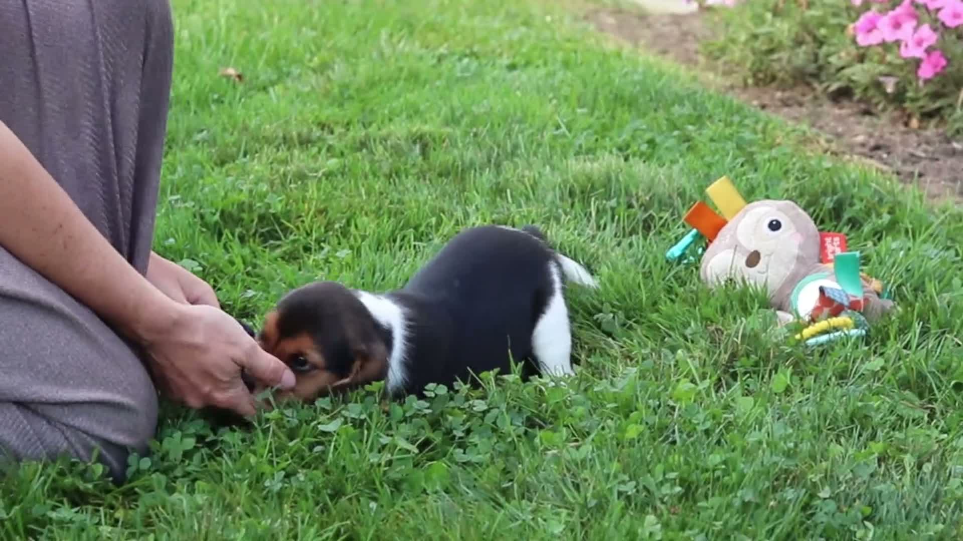Beagle dogs for sale: Enzo - Video 1