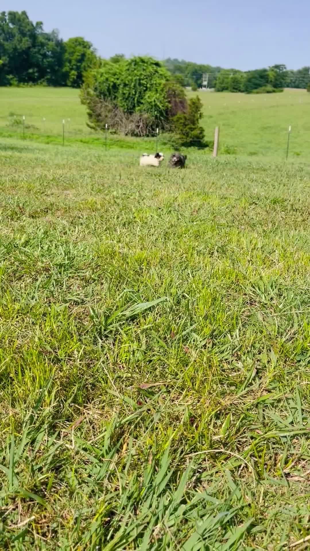 Mini Bernedoodle dogs for sale: Apollo- Mini Bernedoodle  - Video 3