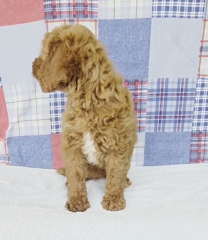 Mini Goldendoodle dogs for sale: Cupcake - Video 1