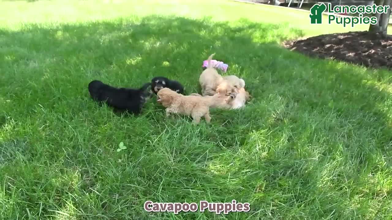 Cavapoo dogs for sale: Daffodil - Video 1