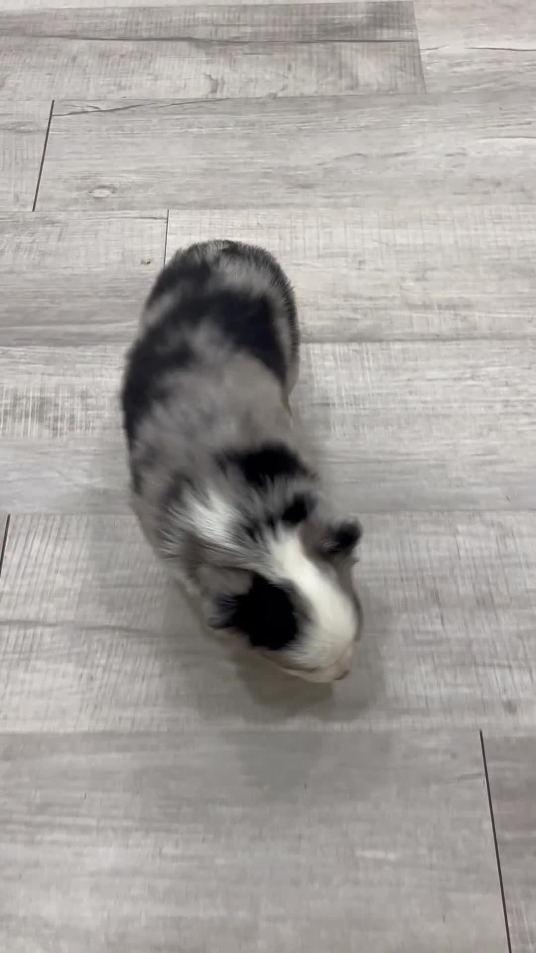 Miniature Australian Shepherd dogs for sale: Trixie - Video 1