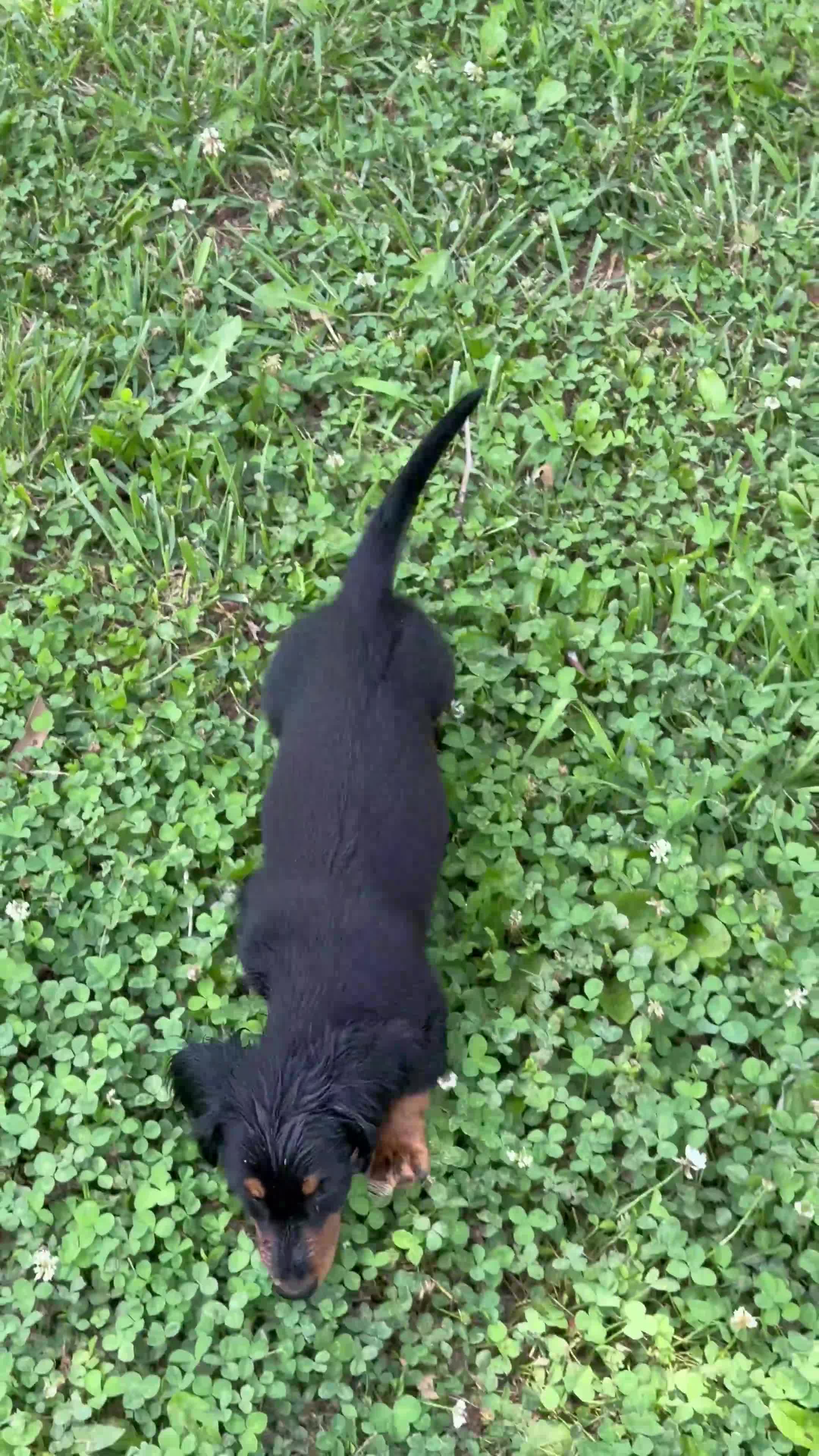 Miniature Dachshund dogs for sale: Jaxx-AKC Black & Tan LH-PRA Clear-DNA/OFA-Sire Prospect - Video 2