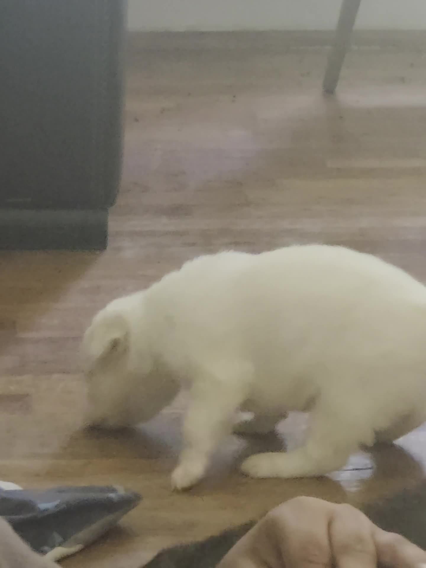 Pitsky dogs for sale: Pitsky 2 - Video 1