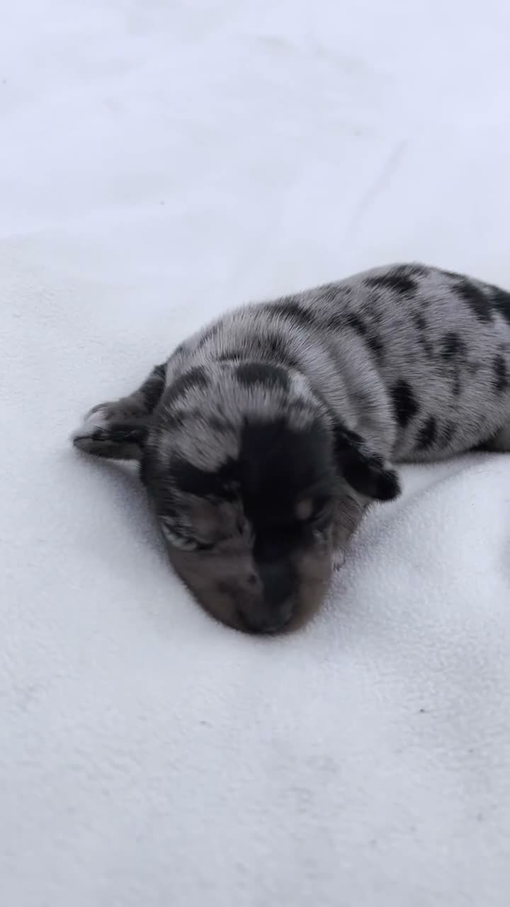 Miniature Dachshund dogs for sale: Linus Miniature Dachshund  - Video 2