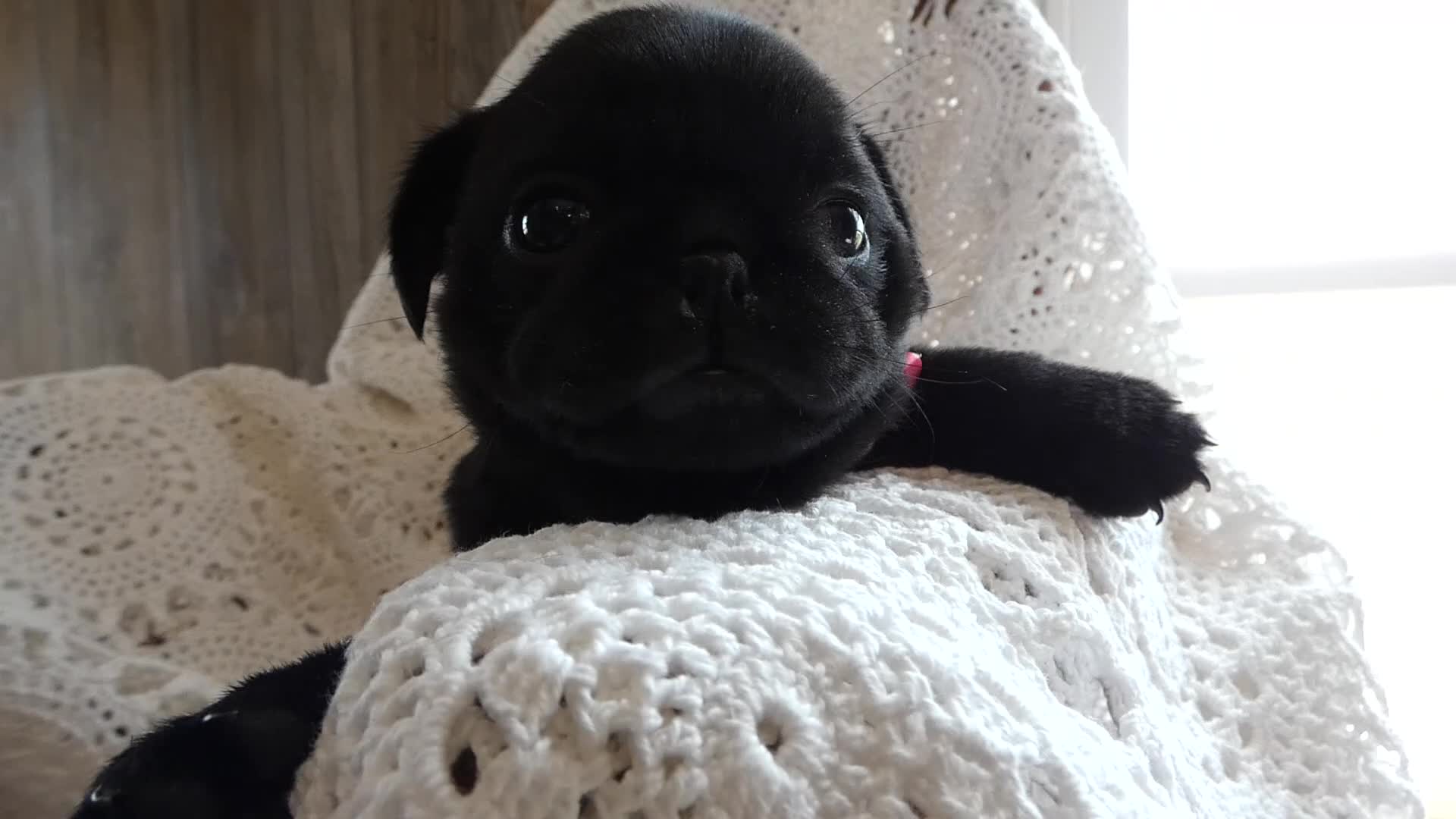 Pug dogs for sale: Pug 3 Minzi - Video 1