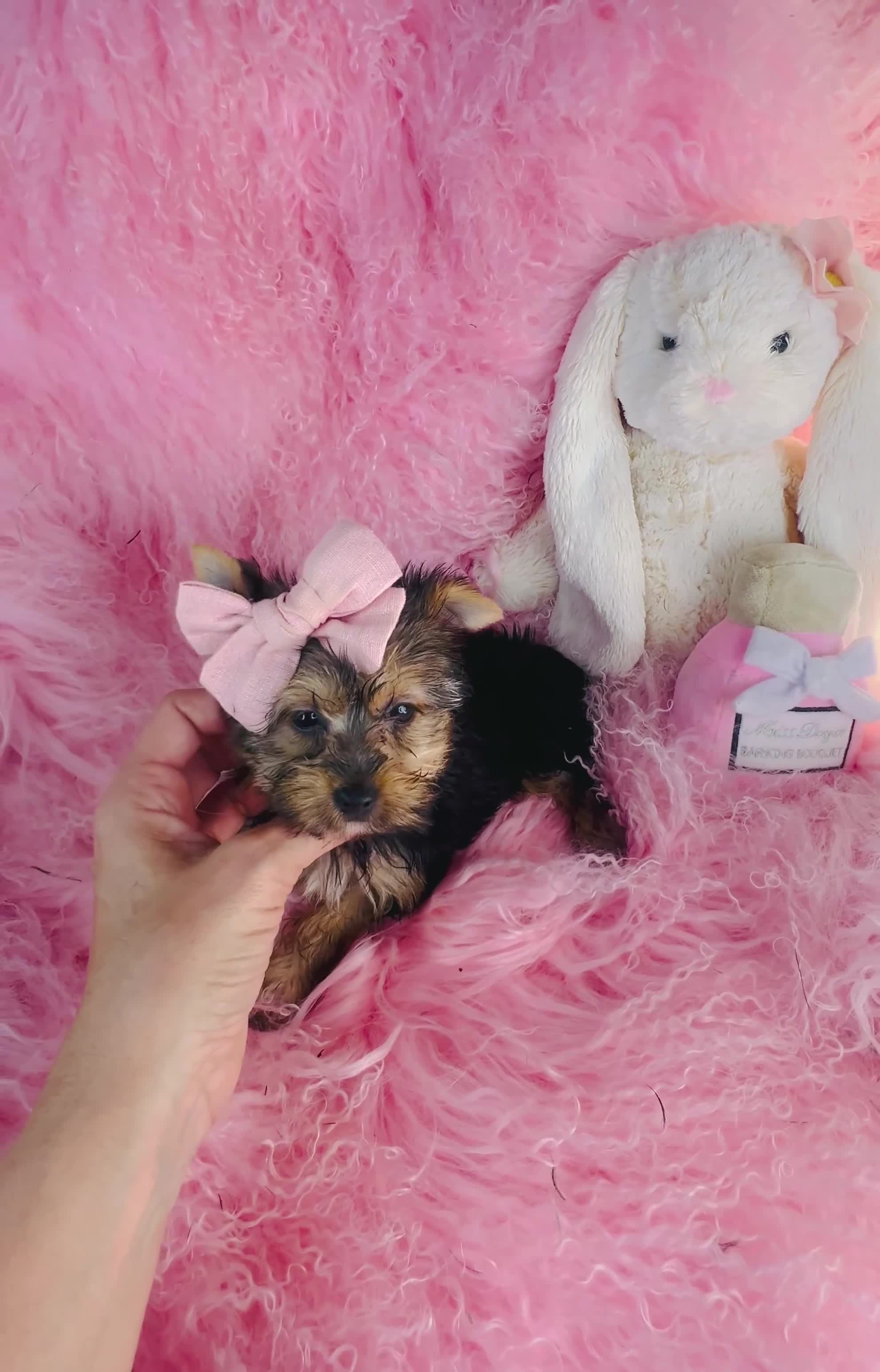 Yorkshire Terrier dogs for sale: Yorkshire Terrier 1 - Video 1