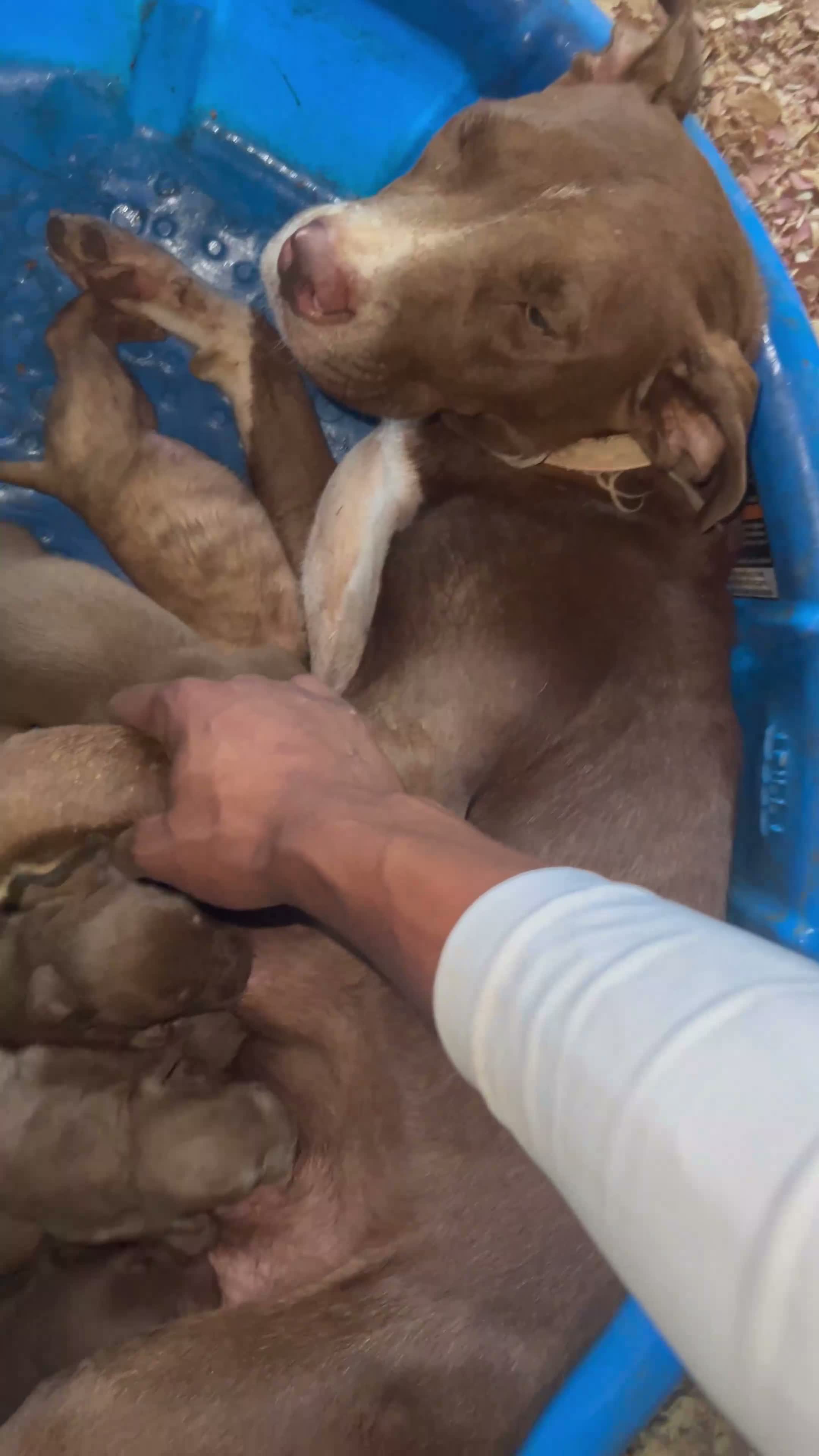 American Pit Bull Terrier dogs for sale: American Pit Bull Terrier 7 - Video 2