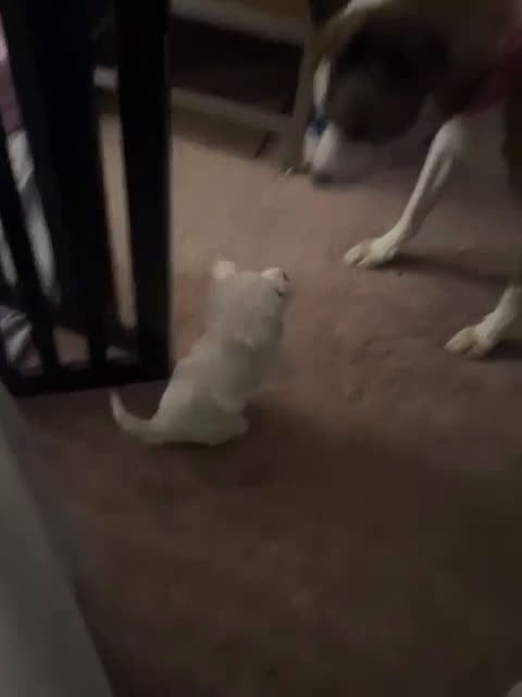 Maltipoo dogs for sale: Cora - Video 1