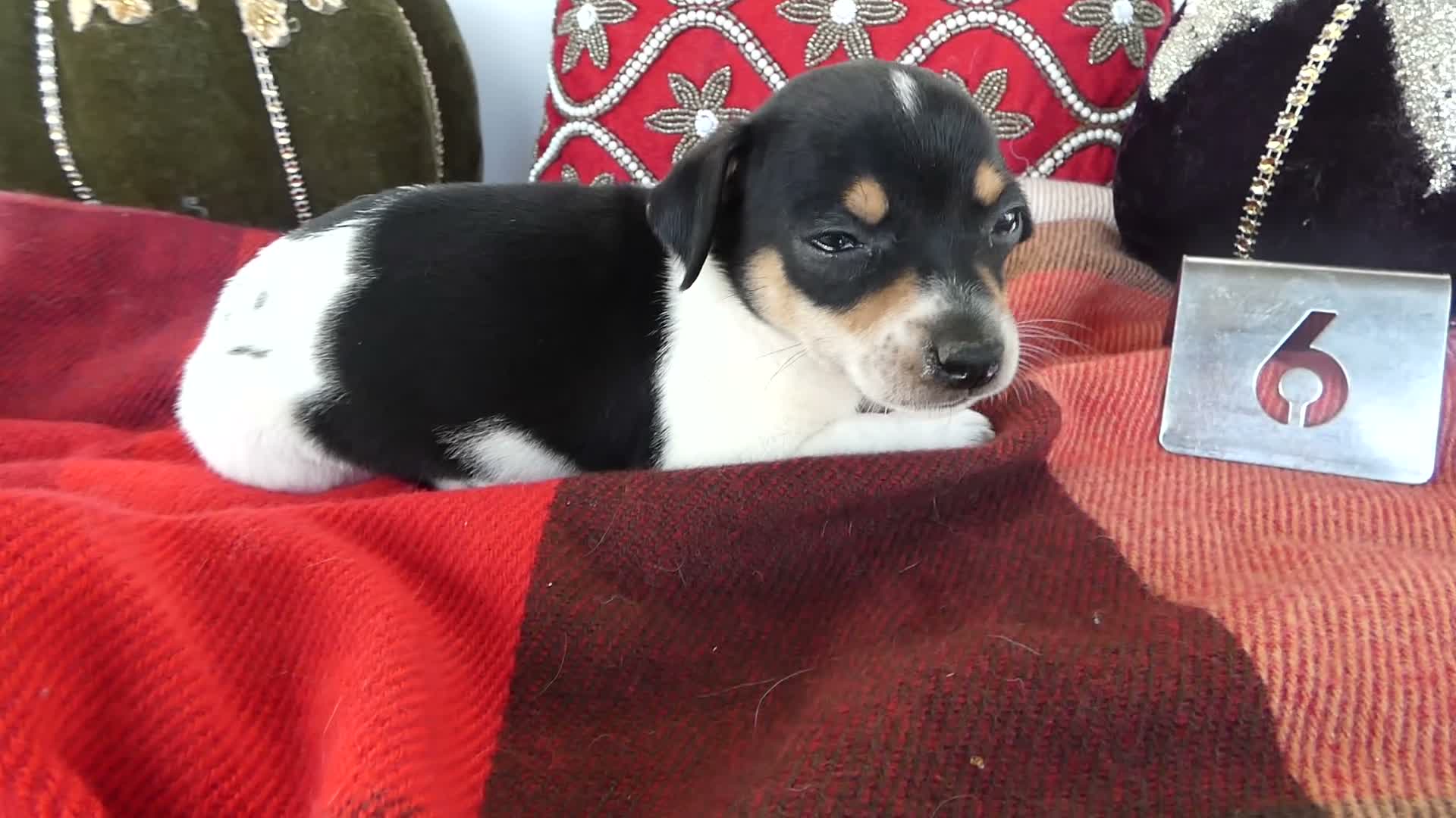 Chihuahua dogs for sale: Chihuahua 6 Tooley - Video 1