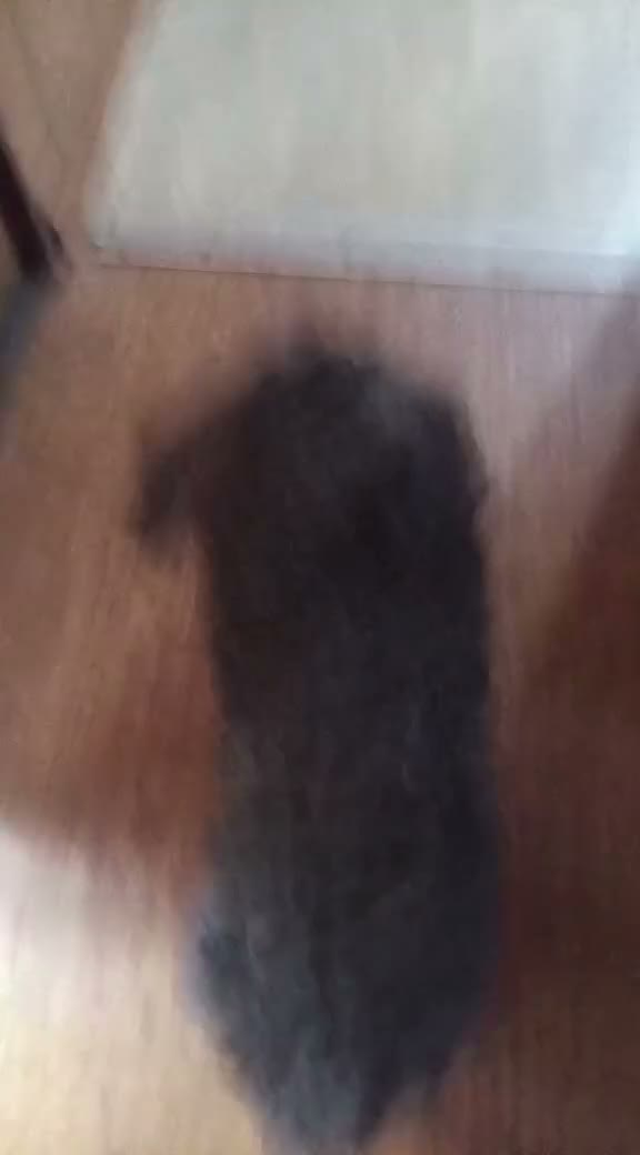 Toy Poodle dogs for sale: Toy Poodle 1 - Video 3