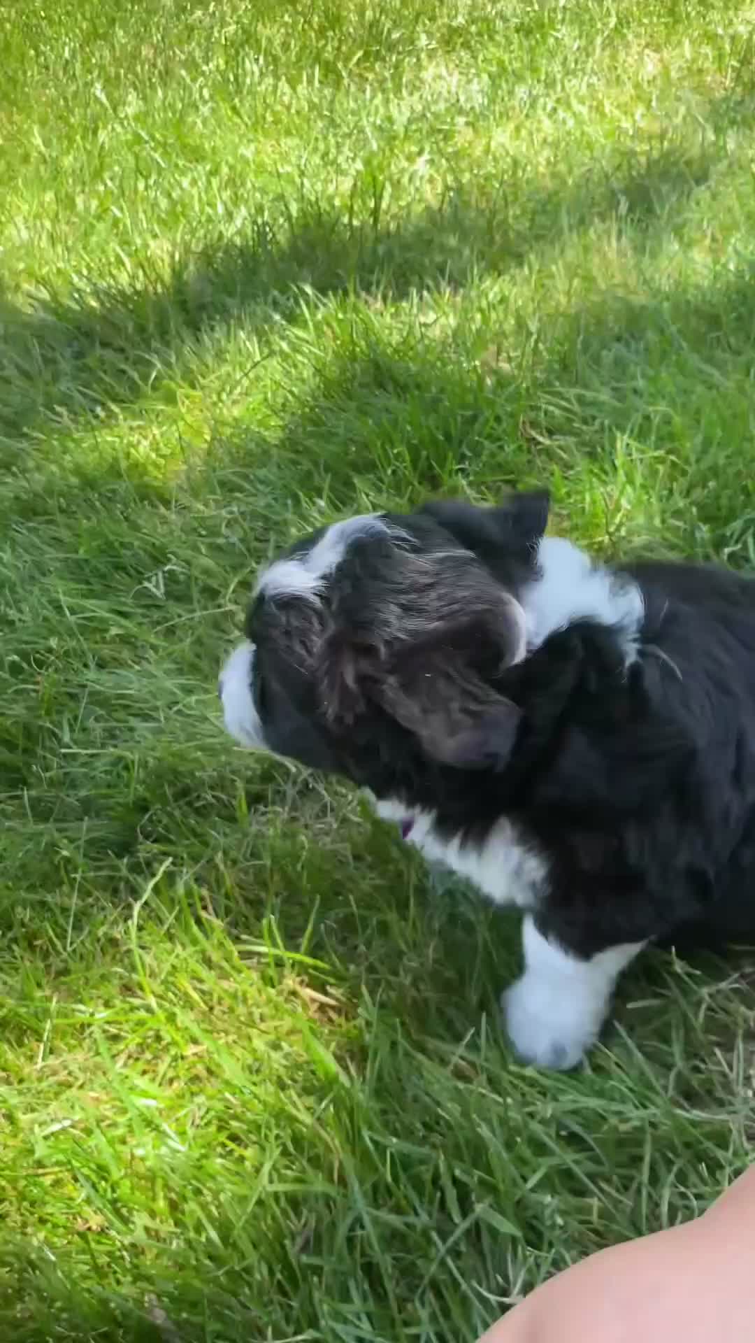 Mini Aussiedoodle dogs for sale: Jackson 💎 - Video 1