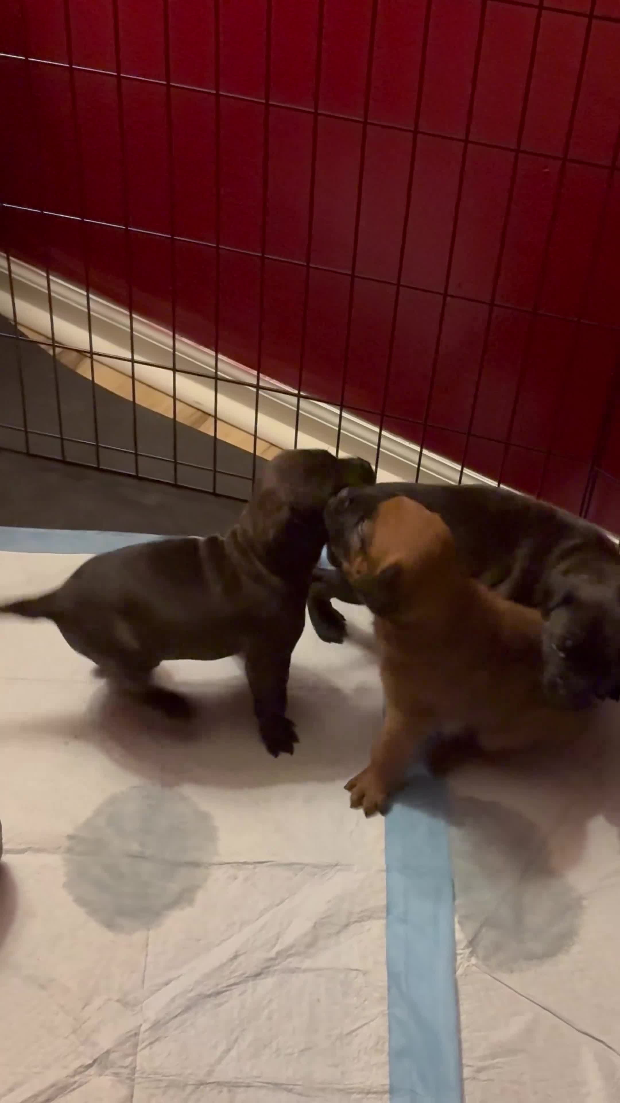 Mixed Breed dogs for sale: Mixed Breed 4 - Video 1