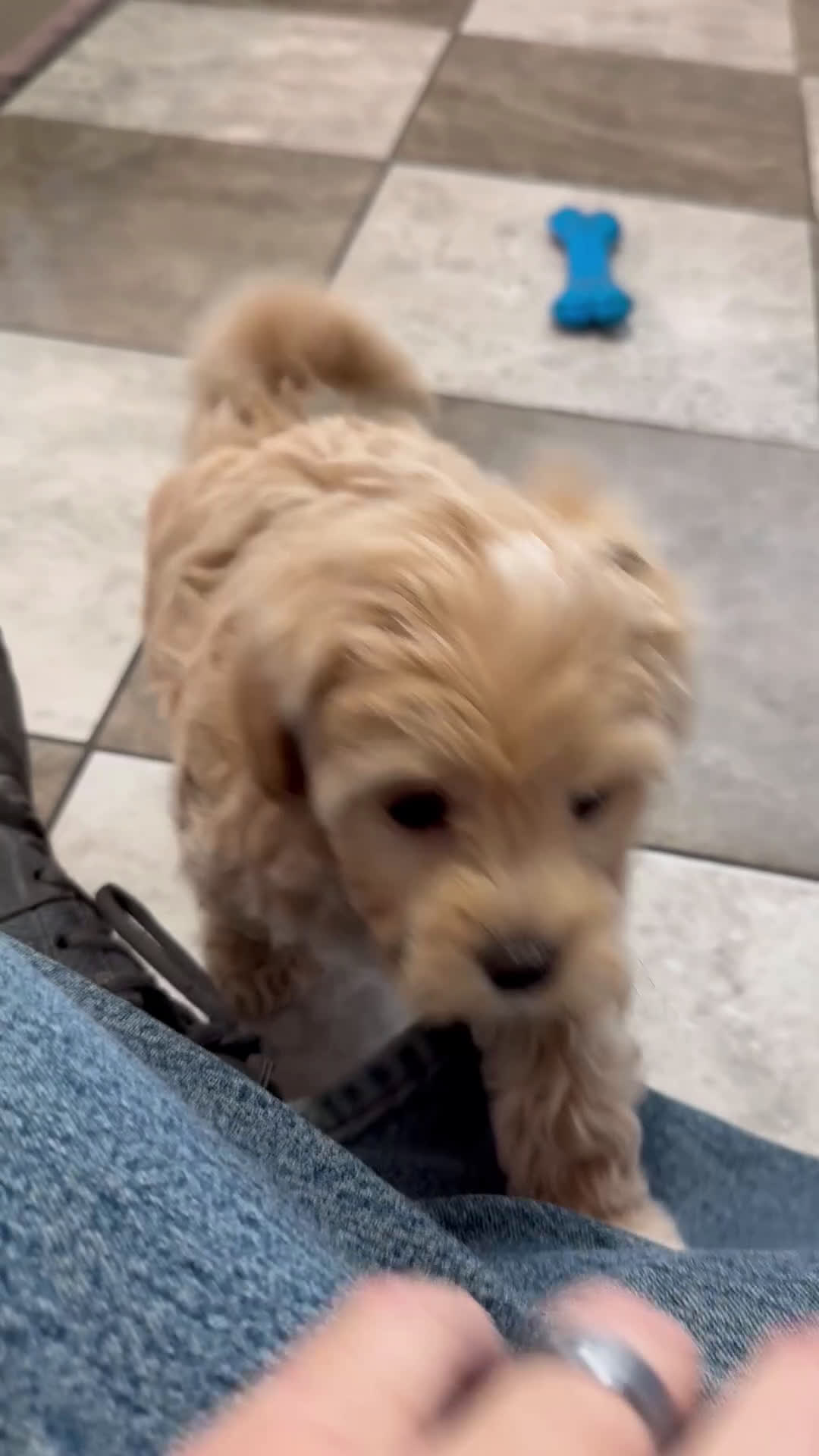Maltipoo dogs for sale: Alex - Video 1