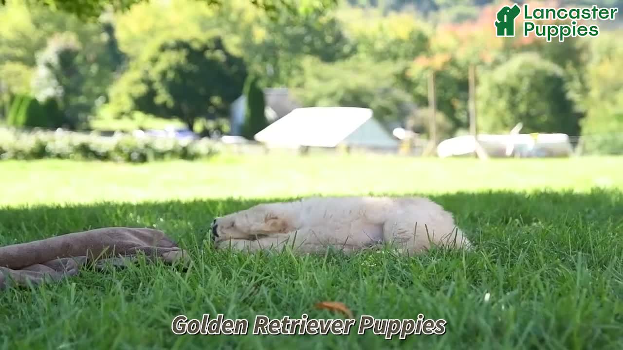 Golden Retriever dogs for sale: Roxie - Video 1