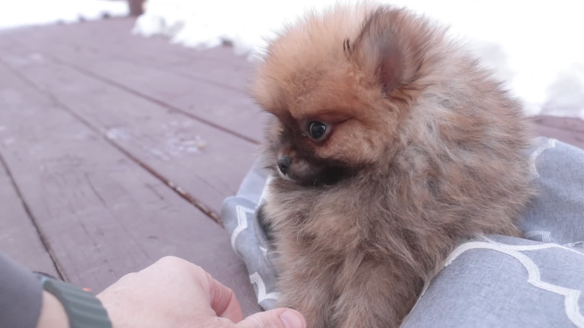 Pomeranian dogs for sale: Bennet - Video 1