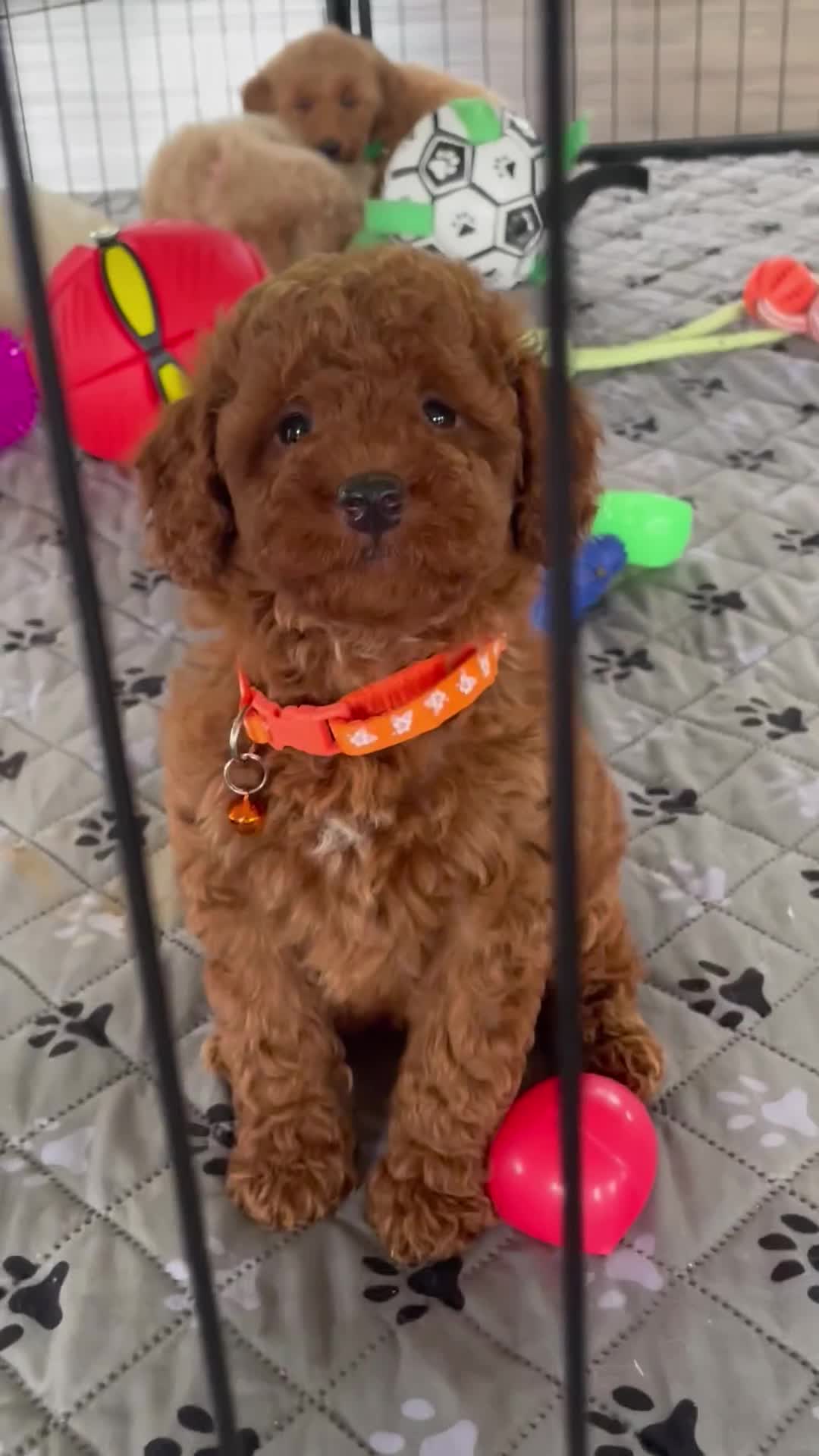 Mini Goldendoodle dogs for sale: Mr. Micky - Video 1