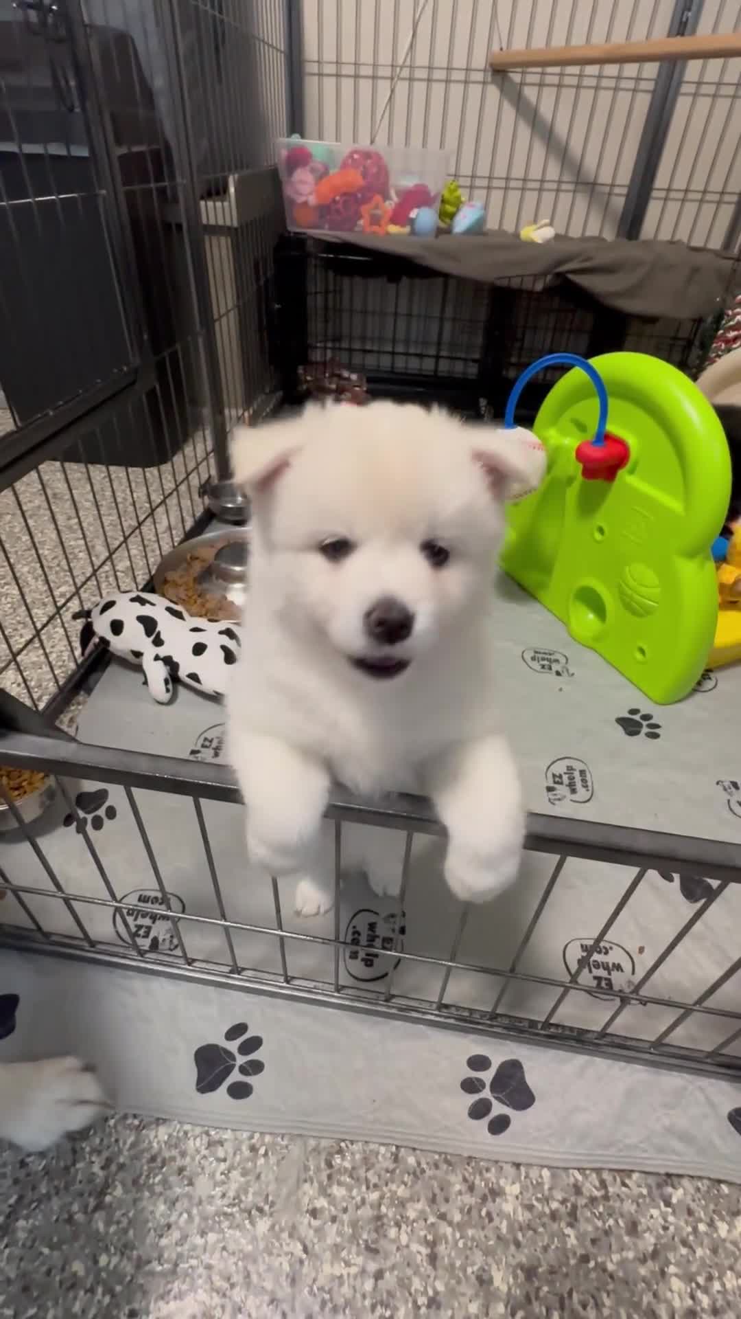 Pomsky dogs for sale: Clover - Video 1