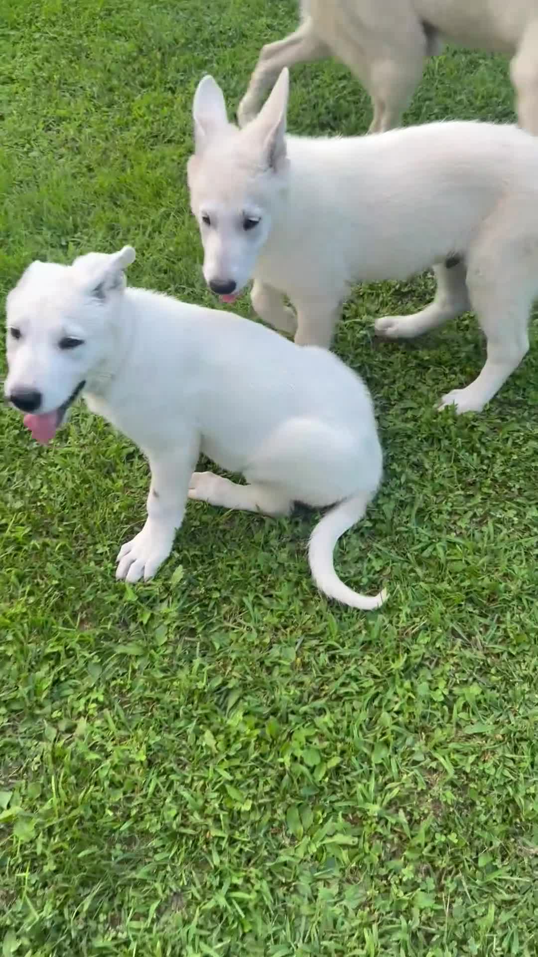 German Shepherd dogs for sale: Pink - Video 1