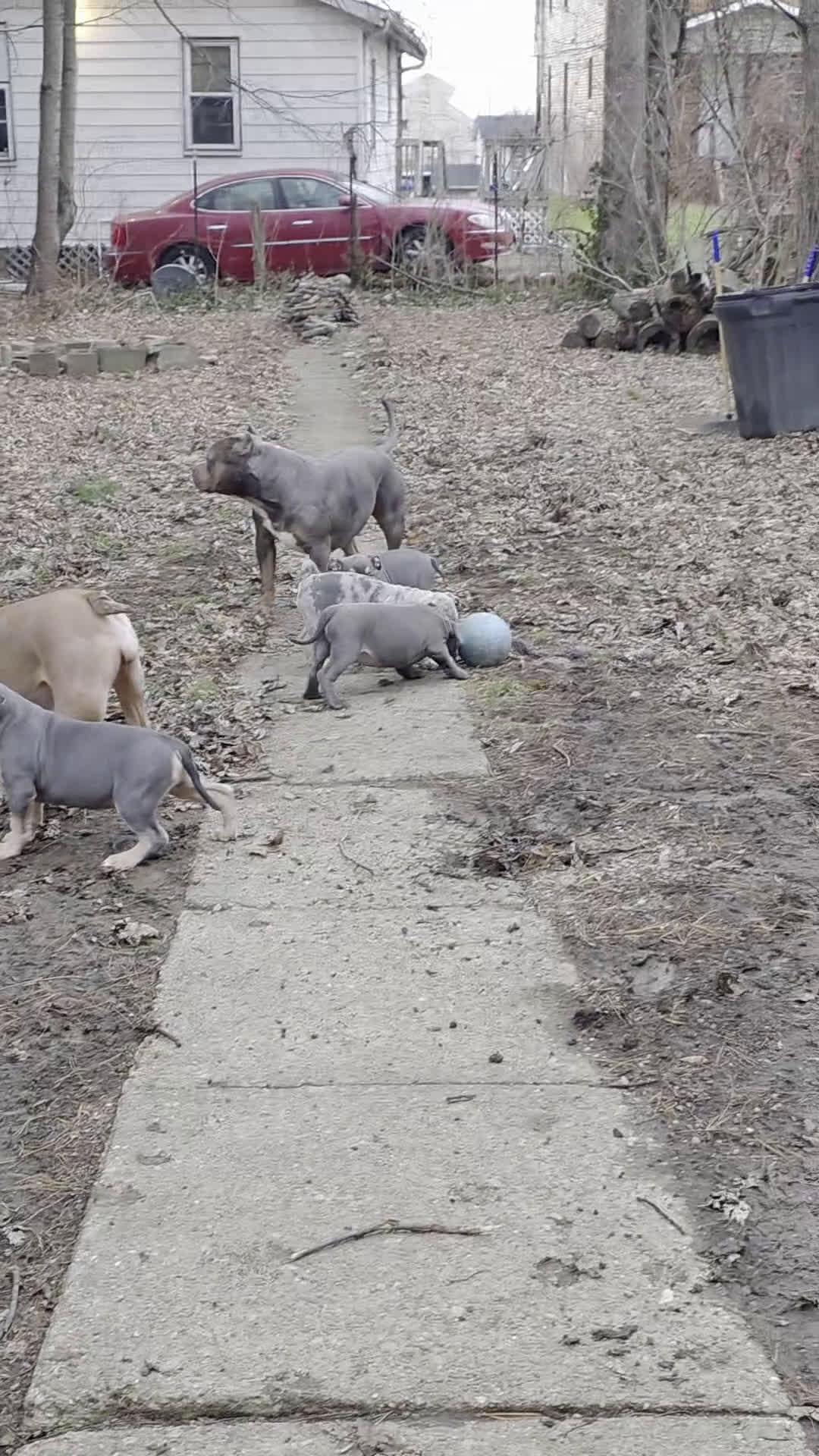 American Bully dogs for sale: Black tri Merle - Video 1