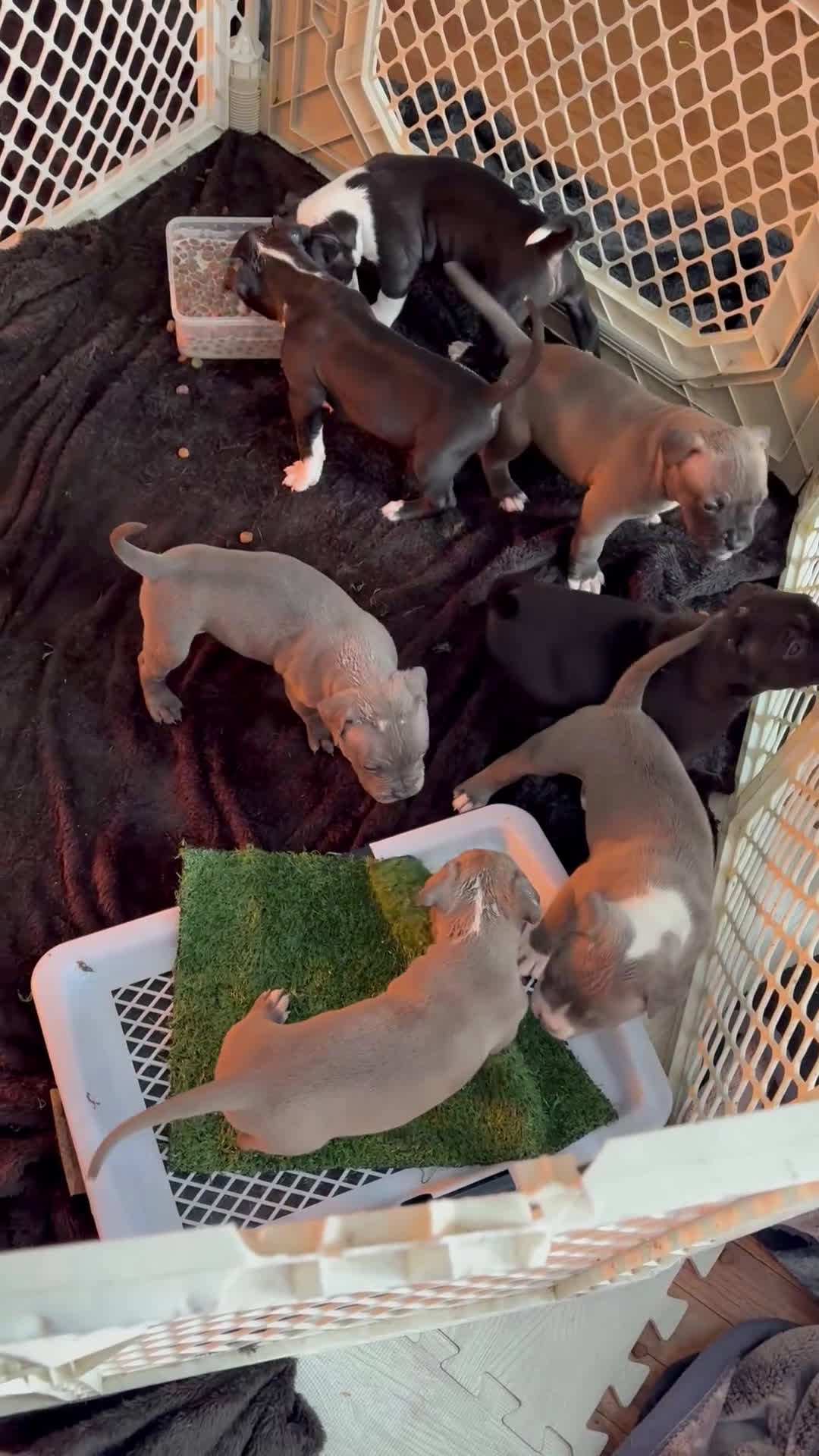 American Pit Bull Terrier dogs for sale: American Pit Bull Terrier Puppy 7 - Video 1