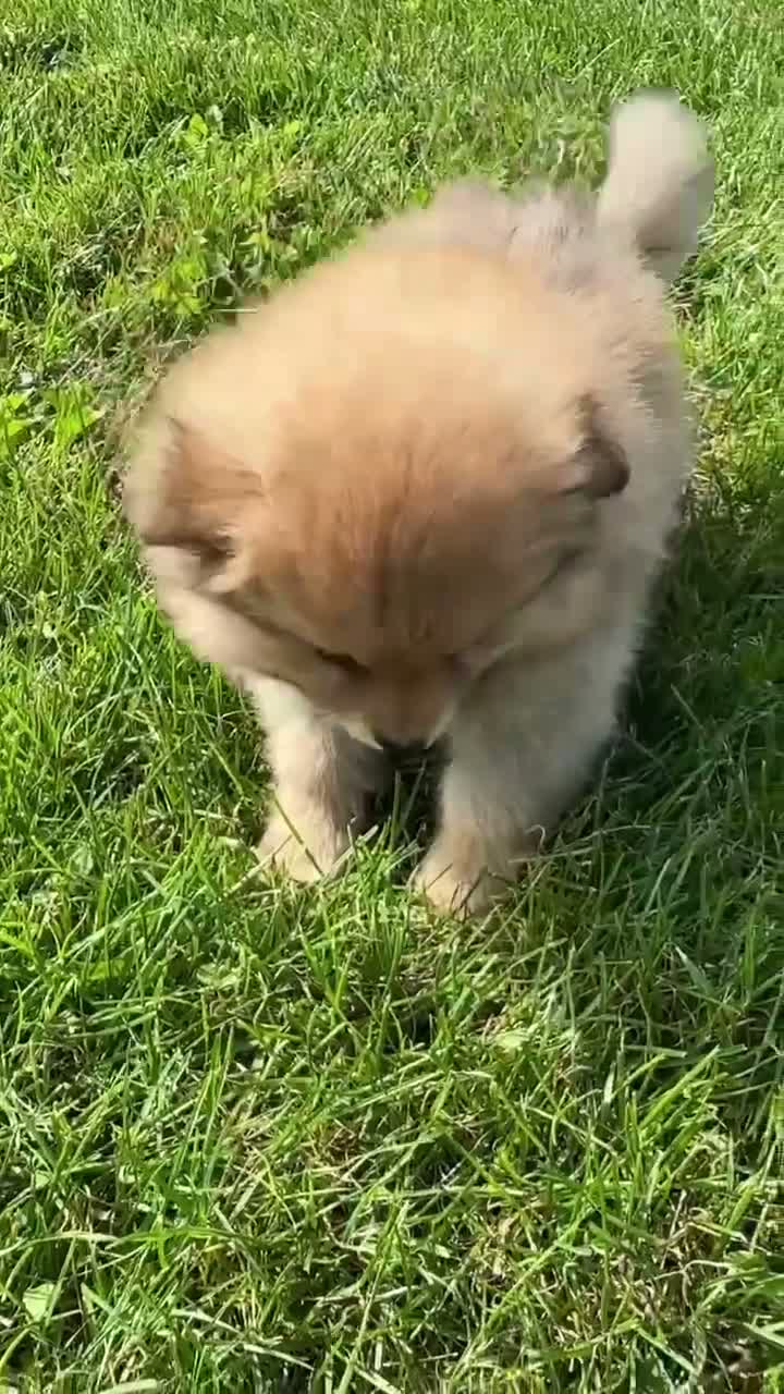 Pomeranian dogs for sale: Pomeranian 4 - Video 1