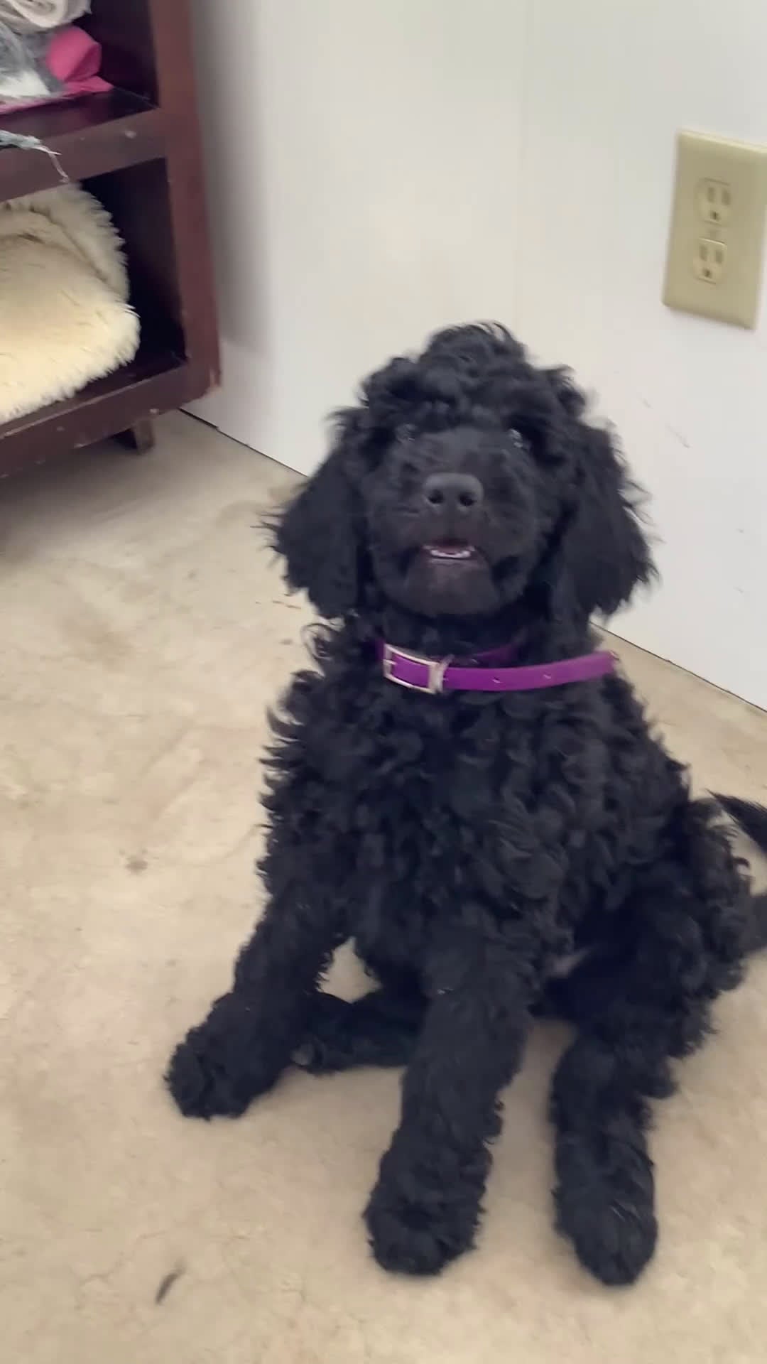 Goldendoodle dogs for sale: Goldendoodle Puppy 1 - Video 1